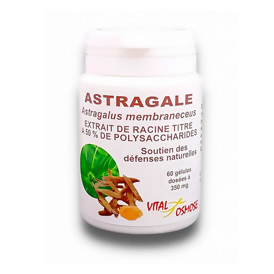 Astragale chinoise 50% polysaccharides - 60 gélules - Vital Osmose